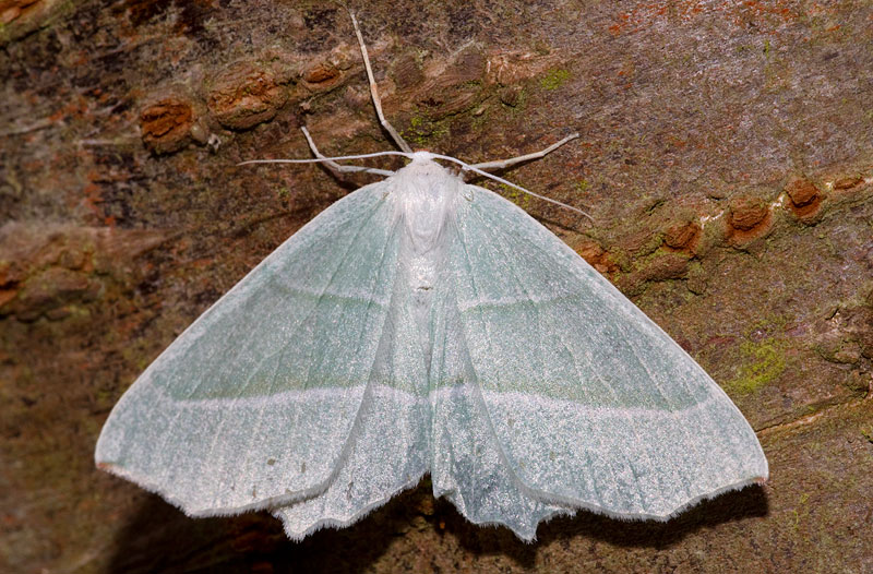 light emerald