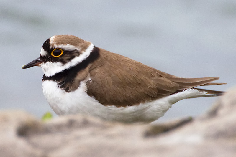 little ringed plover