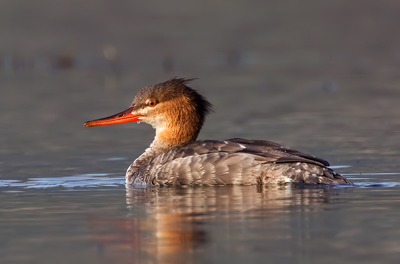 red-breasted merganser