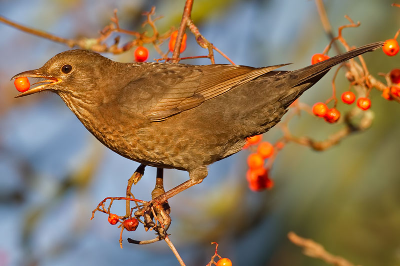 blackbird