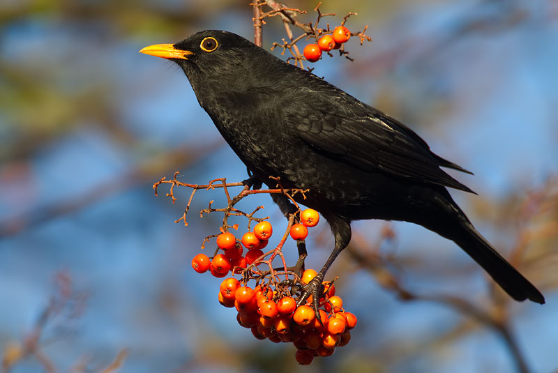 blackbird