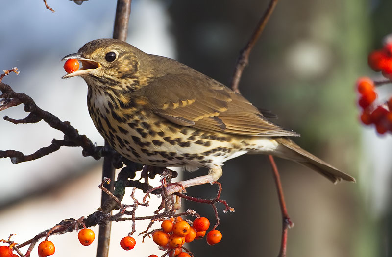 song thrush