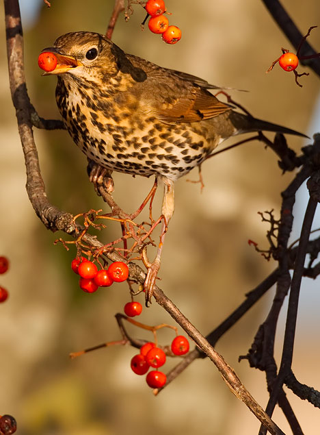 song thrush