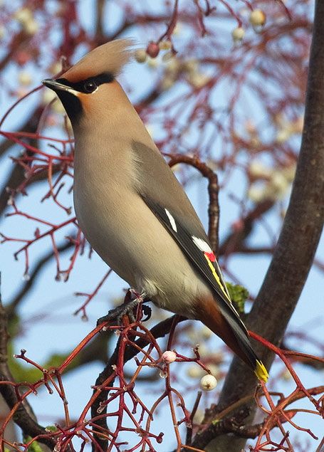 waxwing
