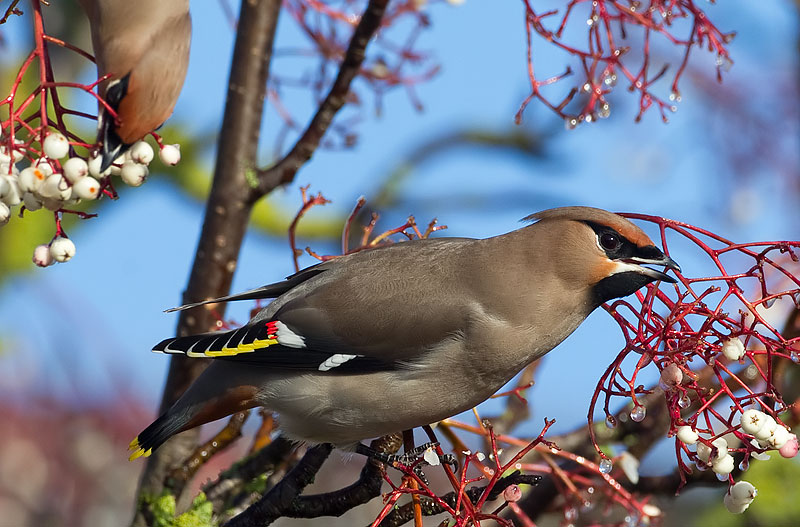 waxwing
