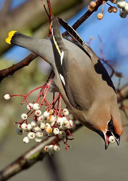 waxwing