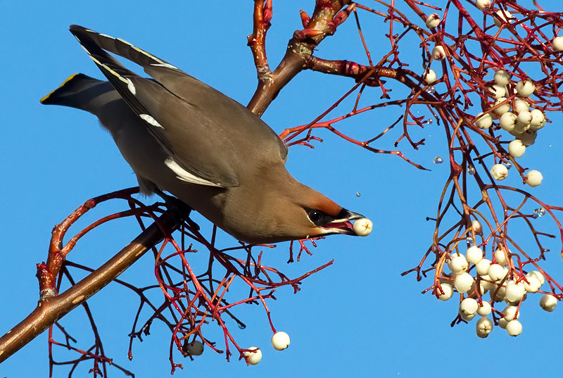 waxwing