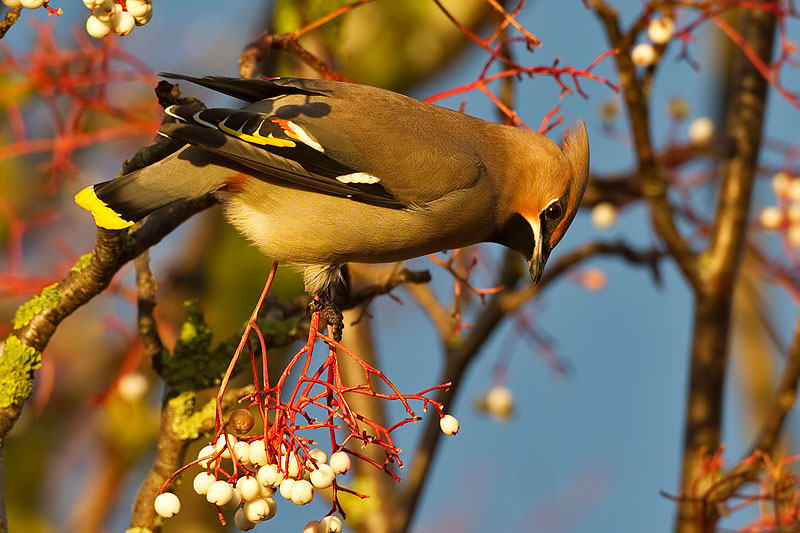 waxwing