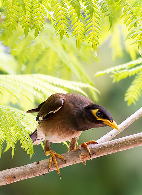 common mynah