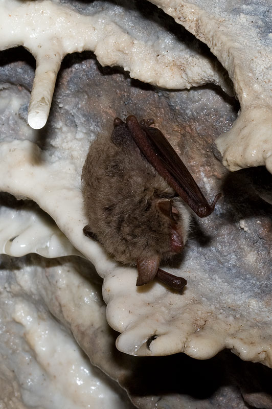 Natterer's bats