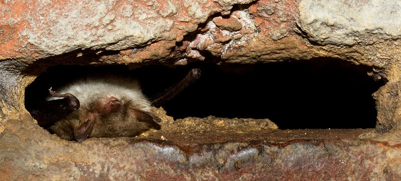 Natterer's bats
