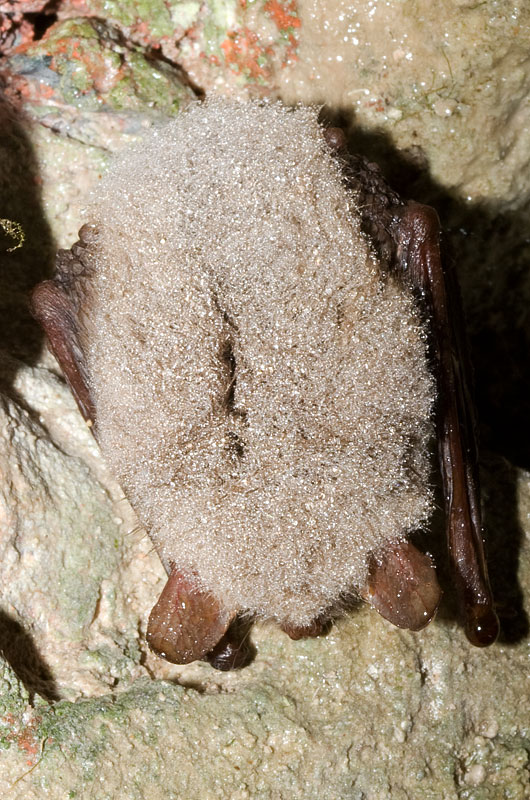 Natterer's bats