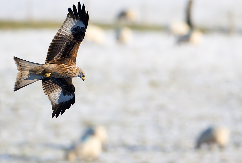 red kite