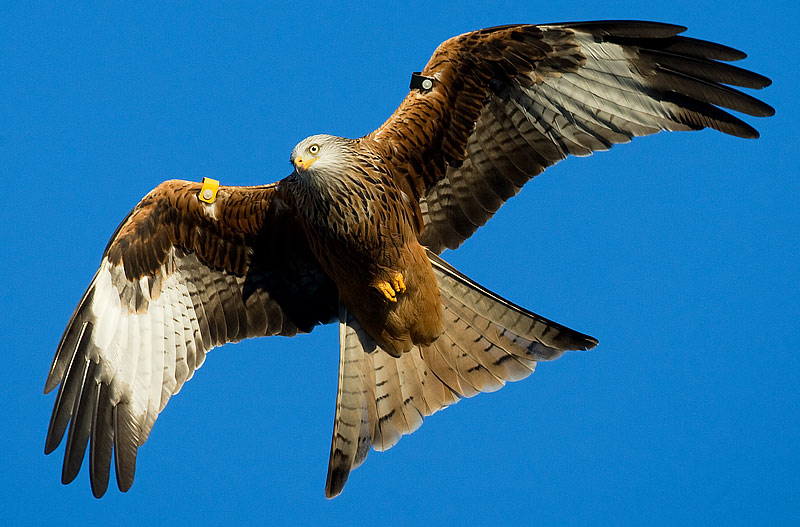 red kite