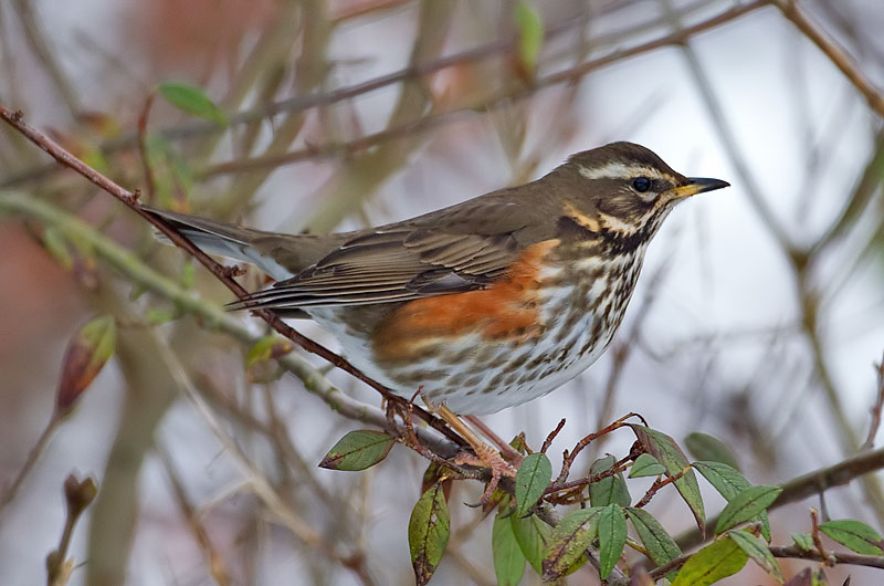 redwing