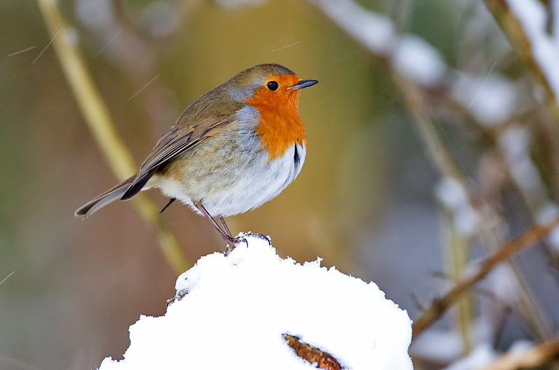 robin