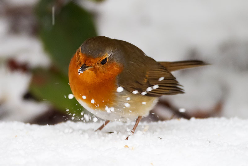 robin