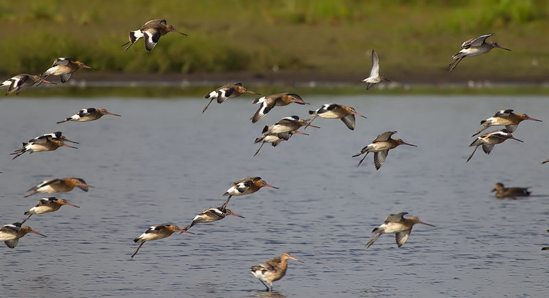 black-tailed godwits