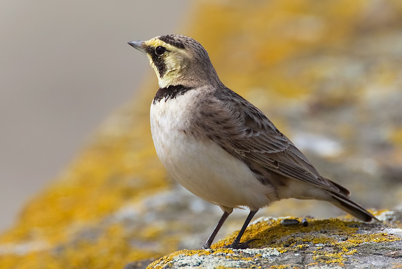 shore lark