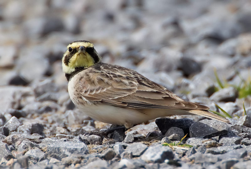 shore lark