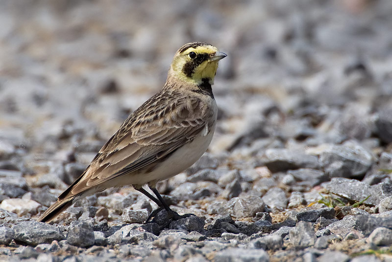 shorelark