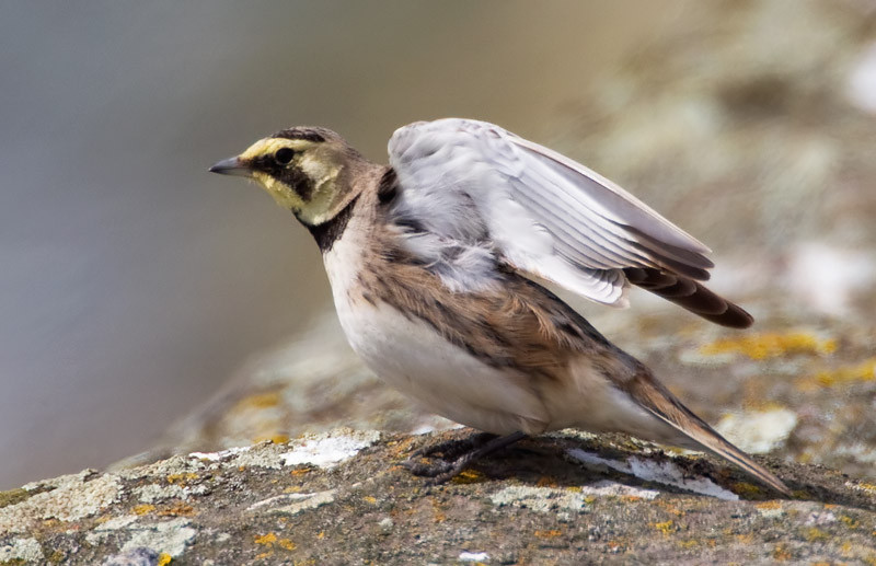 shorelark