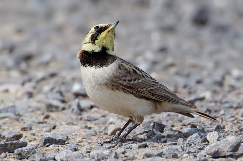 shore lark