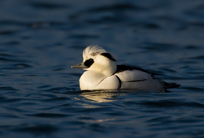 smew