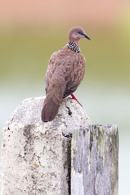 spotted dove