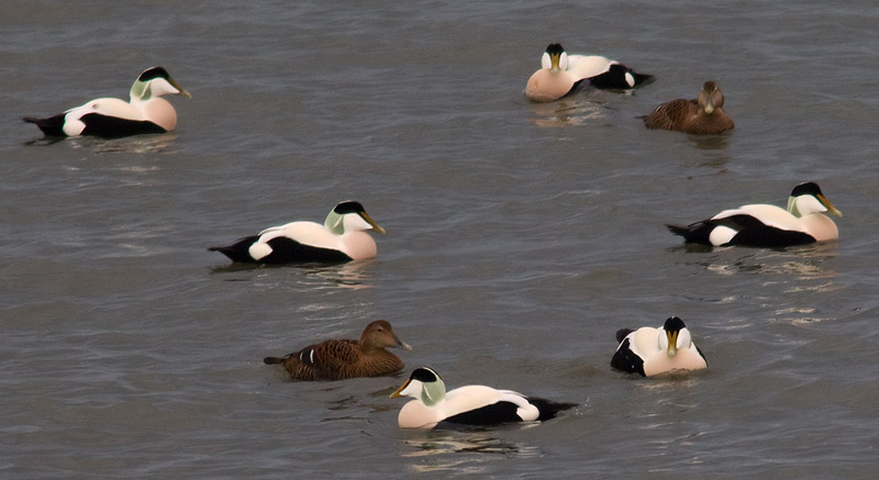 eiders