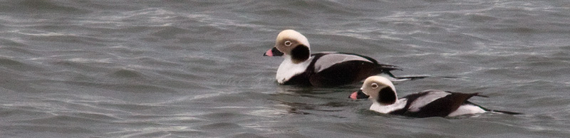 long-tailed ducks