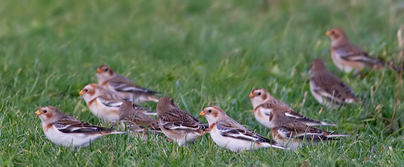 snow buntings
