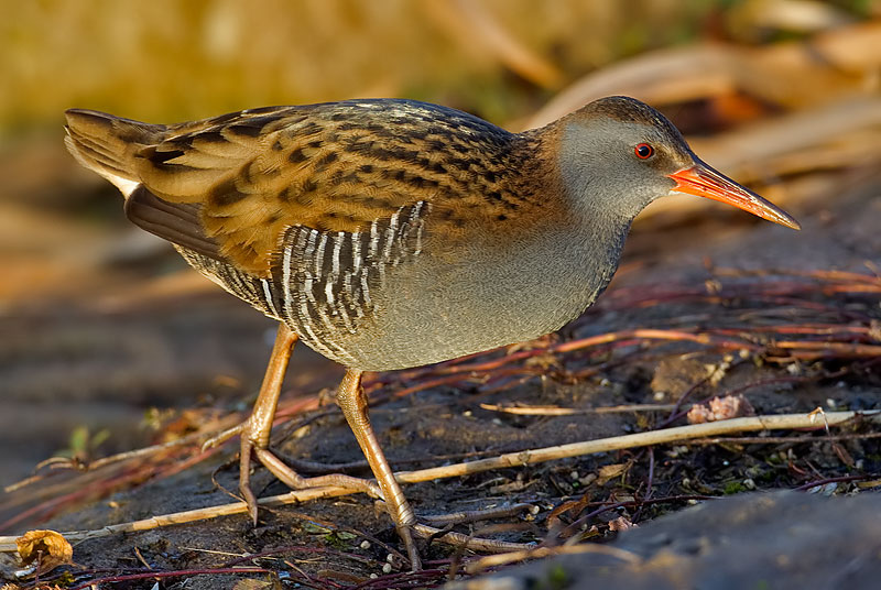 water rail