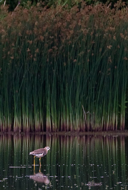 white-tailed lapwing