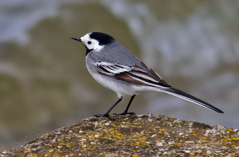 white wagtail