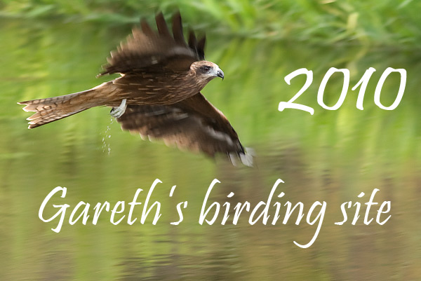 black-eared kite