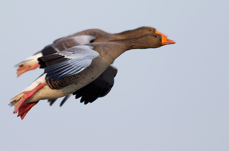 greylags