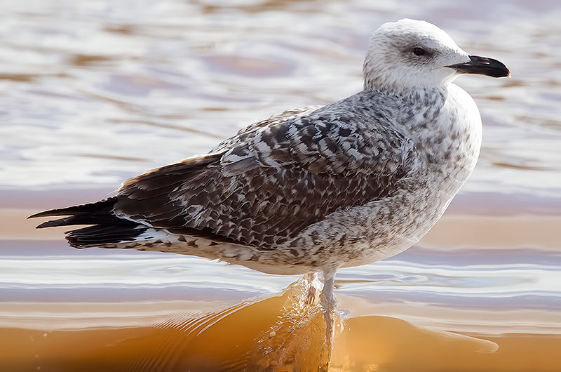 yelloe-legged gull