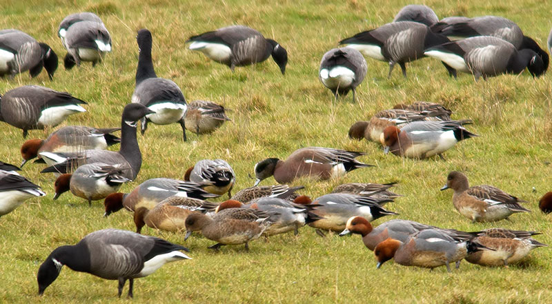American wigeon