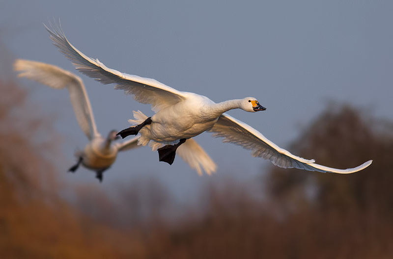 Bewick's swans