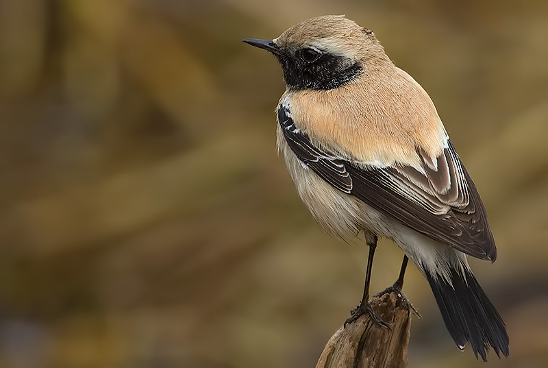 desert wheatear