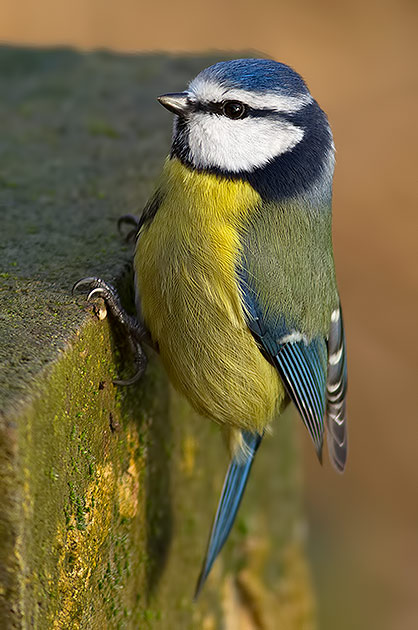 blue tit