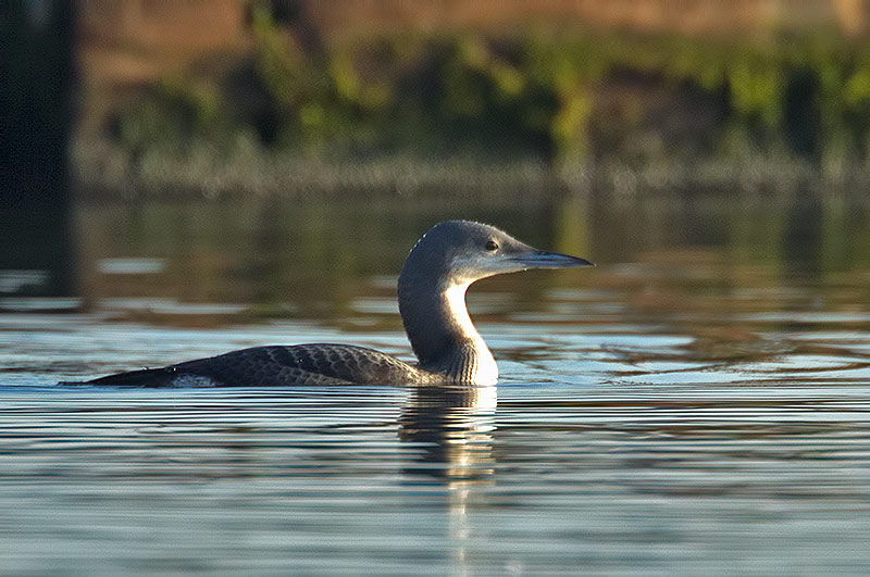black-throated diver