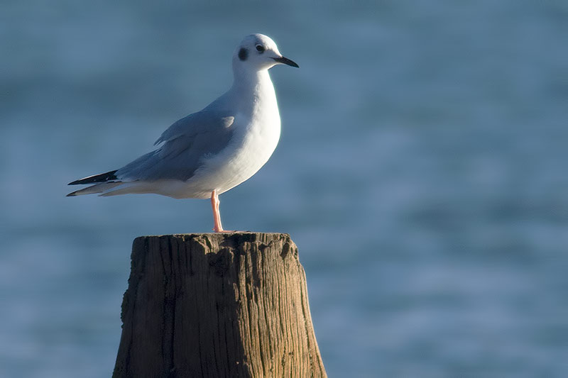 Bonaparte's gull