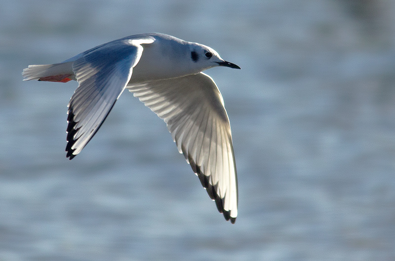 Bonaparte's gull