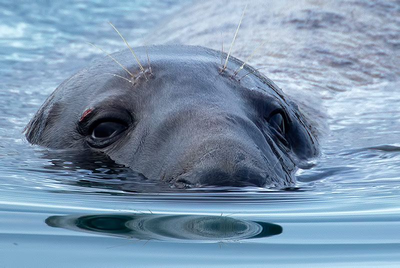 grey seal
