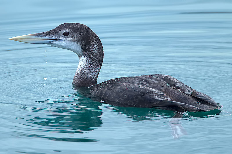 white-billed diver