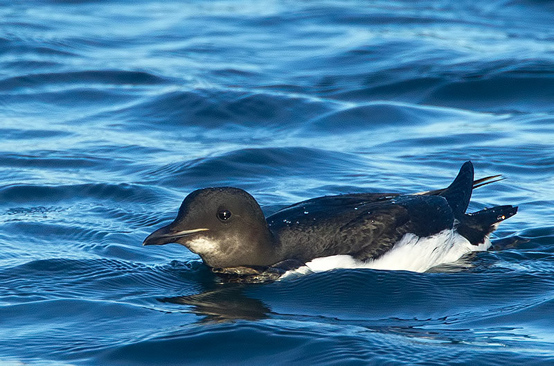 Brunnich's guillemot