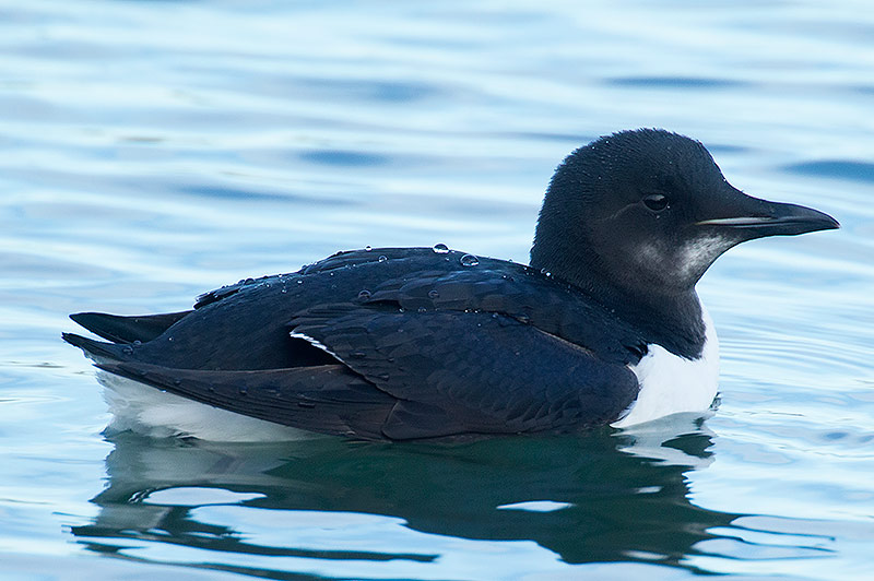 Brunnich's guillemot