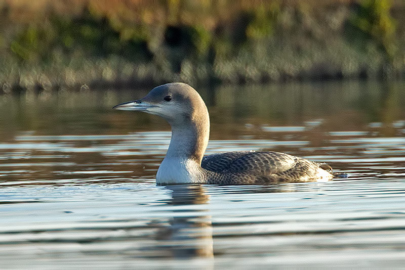 black-throated diver